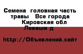 Семена (головная часть))) травы - Все города  »    . Кировская обл.,Леваши д.